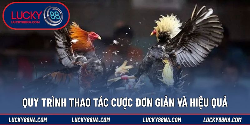 Quy trình thao tác cược đơn giản và hiệu quả