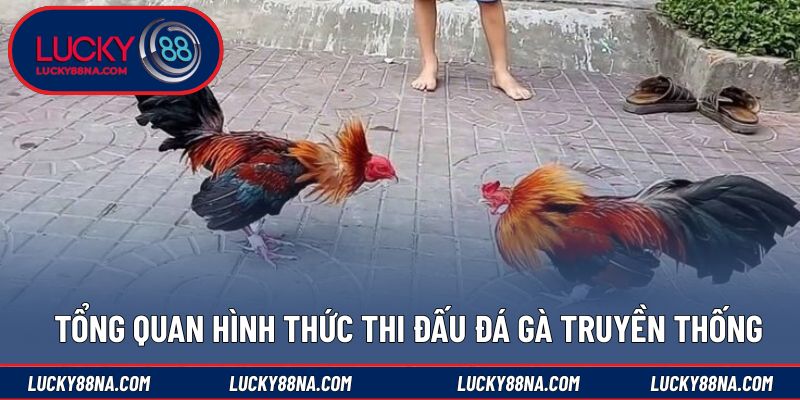 Tổng quan hình thức thi đấu đá gà truyền thống